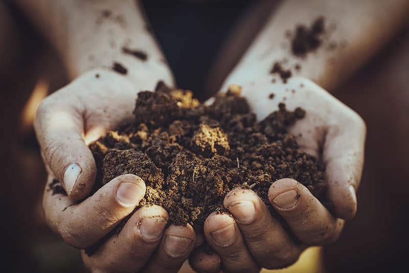 freshtrade-farmer-holding-wholesome-soil freshtrade-farmer-holding-wholesome-soil